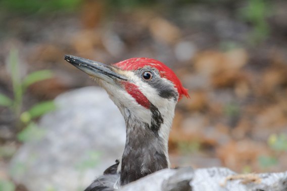 hello from pileated