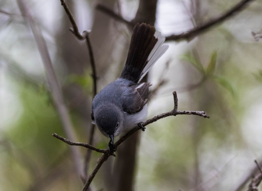 blue grey beak to tail