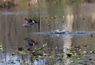 wood duck fly and splash