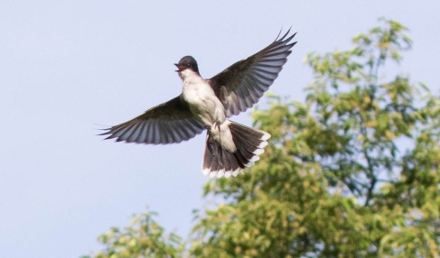 kingbird-wings-out