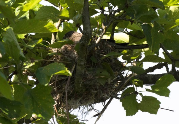 Robin in nest
