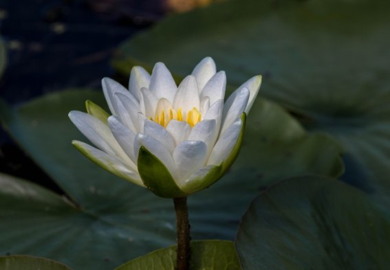 water lily portrait